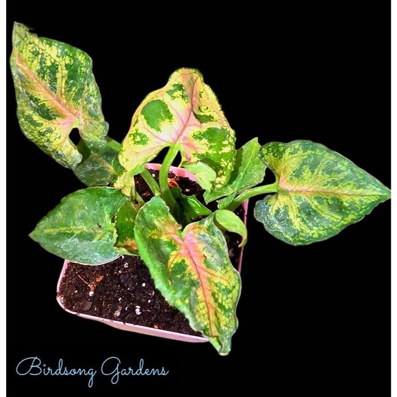 Tricolor Aom Sap Syngonium Christmas*Gorgeous Colors*Rooted StarterPlant - Picture 1 of 4